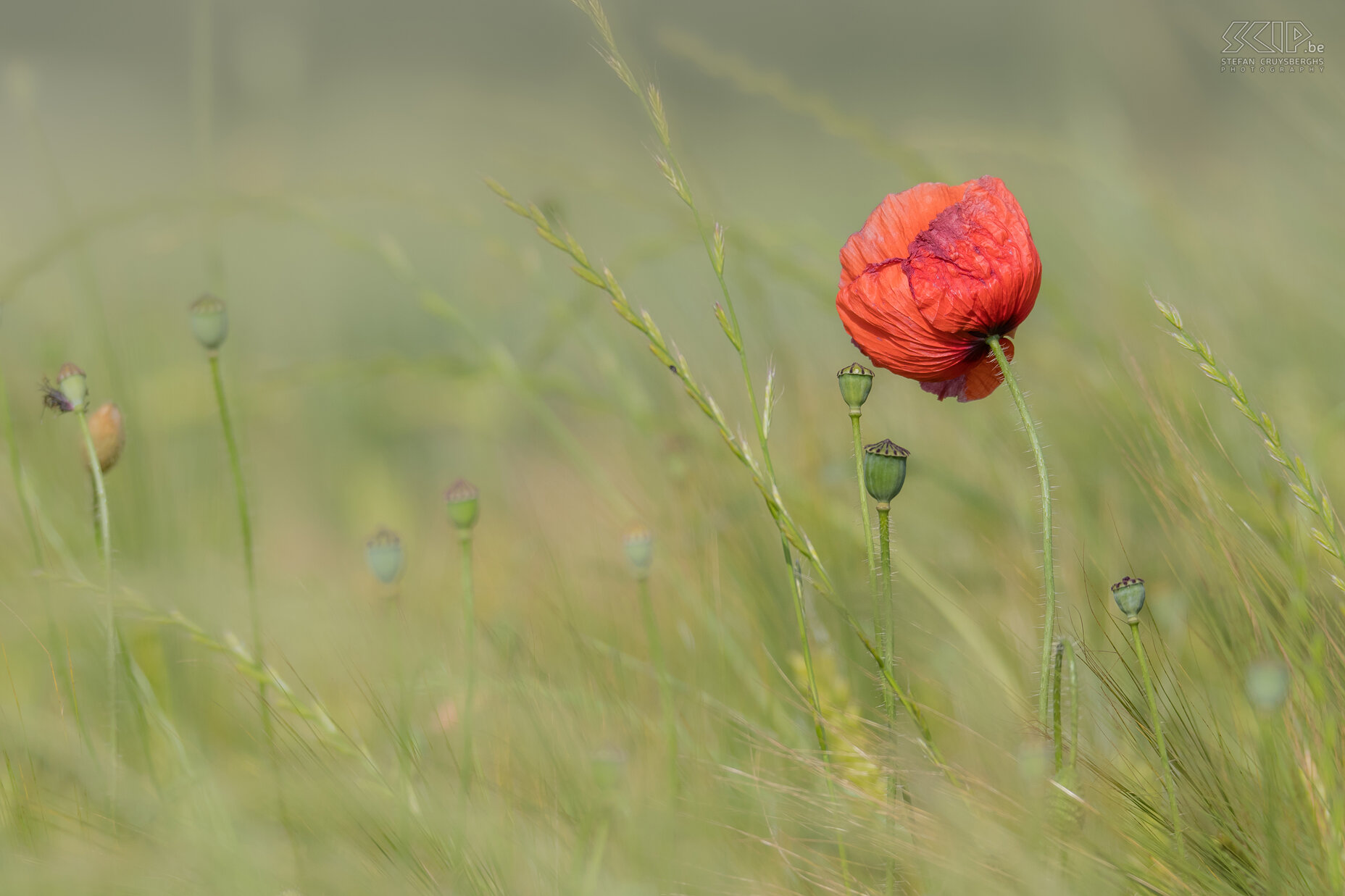 Cerknica - Poppy  Stefan Cruysberghs